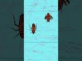 Cat Games: Watch Cats Chase Cockroaches 🪳