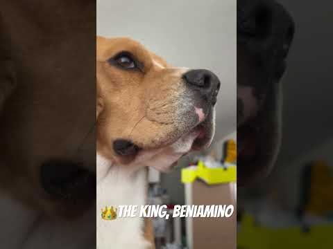 The King, Beniamino