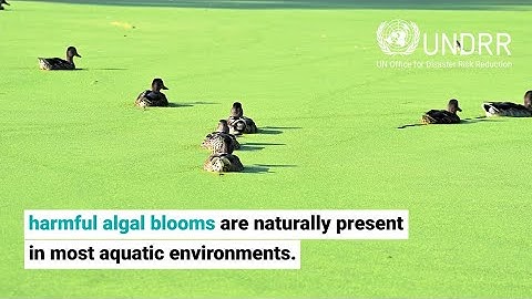 Harmful Algal Bloom