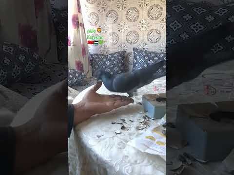 الطائر العجيب فكر زمرة الأسود أهل المغرب العظماء الدارالبيضاء