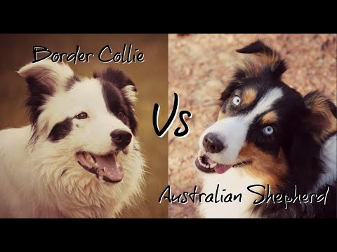 Border Collie Vs Australian Shepherd: What is the difference?