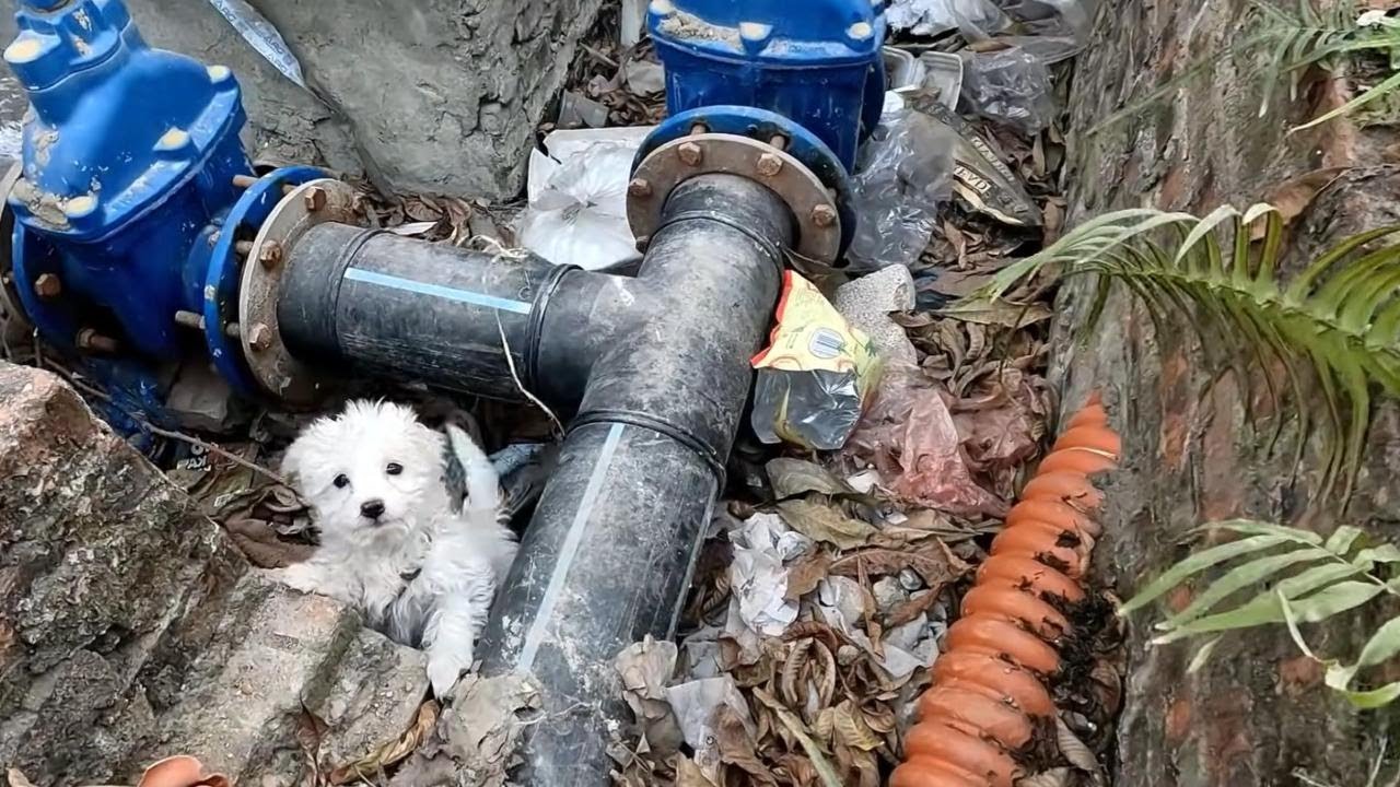 Little dog asks for help from a stranger!