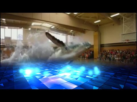 INCREDIBLE ????? A whale in a gym. Funny animal video.
