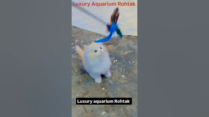 Video 8033301: persian cat pets, persian cat eating, persian cat first, brown persian cat