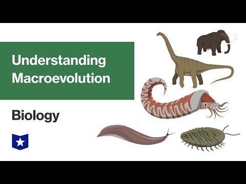 Macroevolution മനസ്സിലാക്കുന്നു | ജീവശാസ്ത്രം
