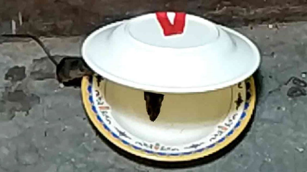 mouse trap using melamine plate,Easy MouseRat Trap