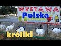 Выставка кроликов голубей и кур в Польше/Wystawa Polska kroliki, Rtakow