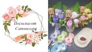 : .    Saponelli      8  