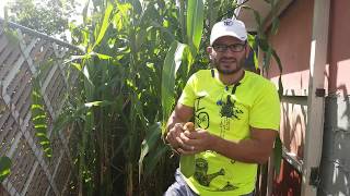 Harvesting Organic Cuban Sweet Corn / Maiz Criollo