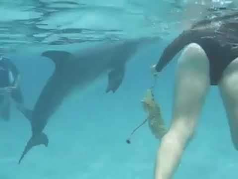 DOLPHIN TRIES TO RAPE LADY - YouTube.