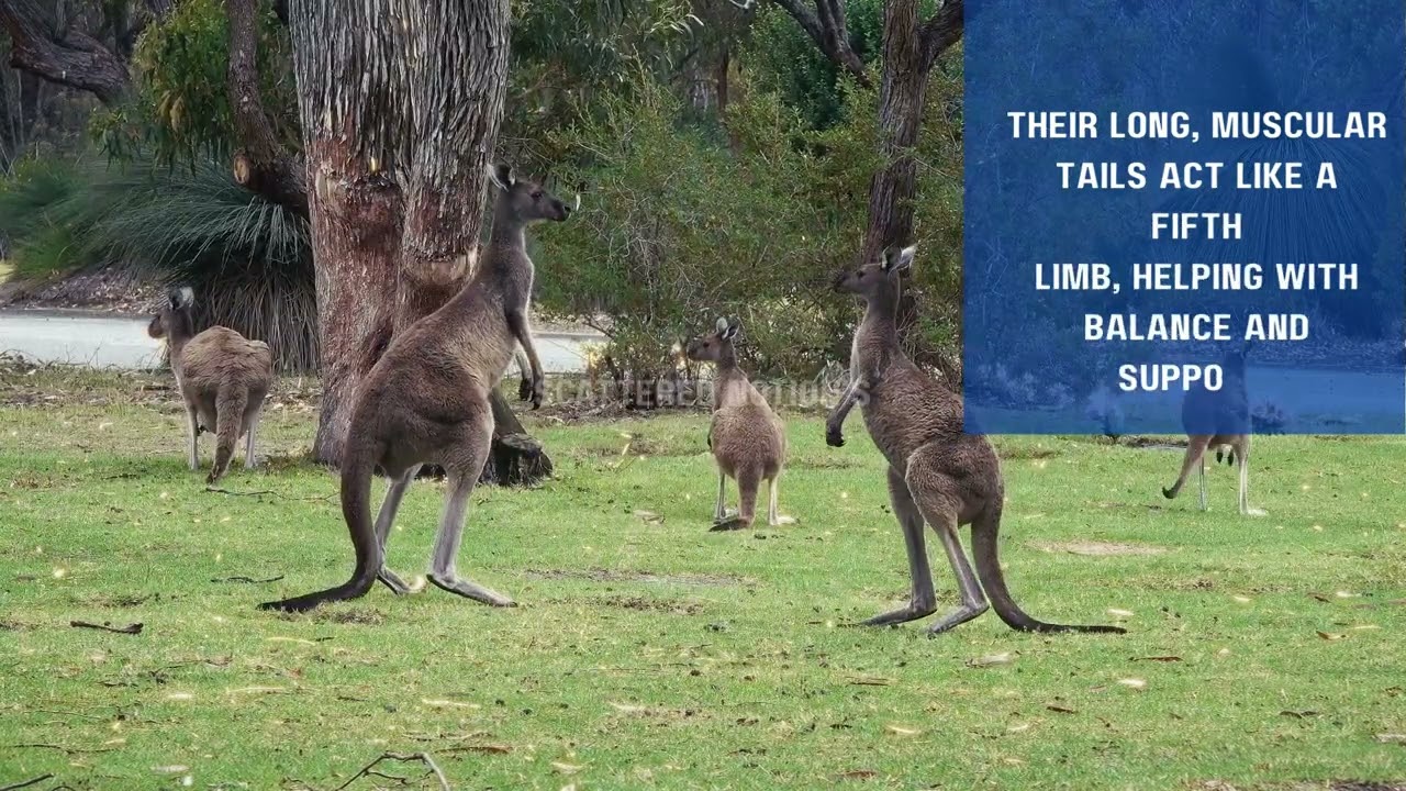 Amazing Kangaroo Facts You Didn’t Know 🦘  Wildlife Documentary