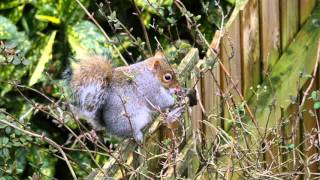 Killer Squirrel eats Robin Redbreast!