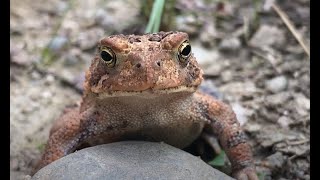 American Toad Bufo Americ Chillin In The Backyard - June 27, 2021