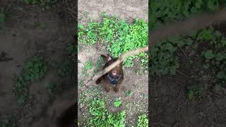 Paddy Patterdale Ratter