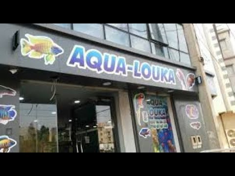    زيارة لاكوا لوكا فيش