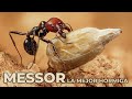Vidéo: Fourmi Reine de Messor barbarus