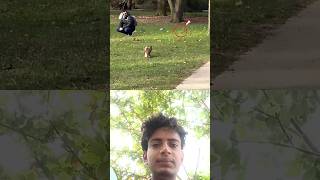 One Move... and the Squirrel DESTROYED the Fox#trending#animals#wildlife#fox#squirrel#shorts