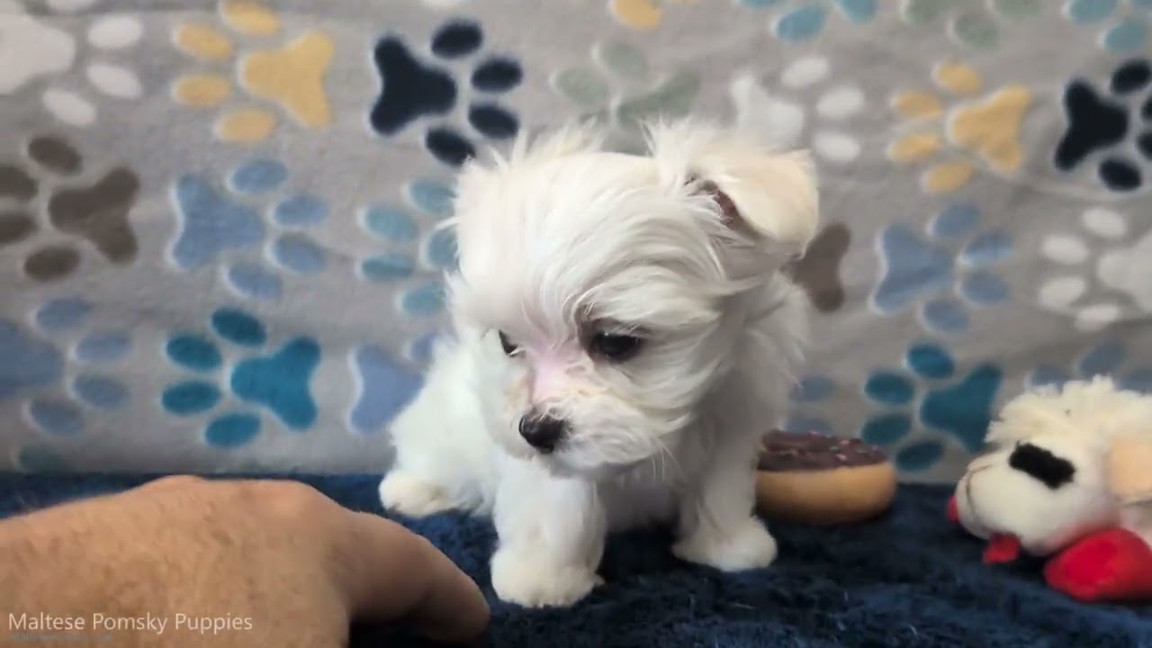 Maltese Puppy Alfredo