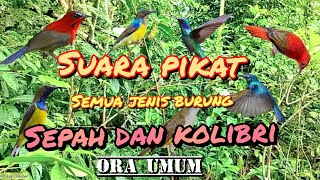 download MP3 suara PIKAT semua jenis burung SEPAH / KOLIBRI paling JITU