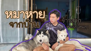 ข้าวสากหายออกจากบ้าน เครียดมาก