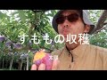 すももの収穫　太陽