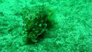 Hectic Cuttle fish.MTS