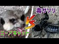 【衝撃対決】ミーアキャットが毒サソリとバトル！！Amazing battle !! meerkat  vs poison scorpion