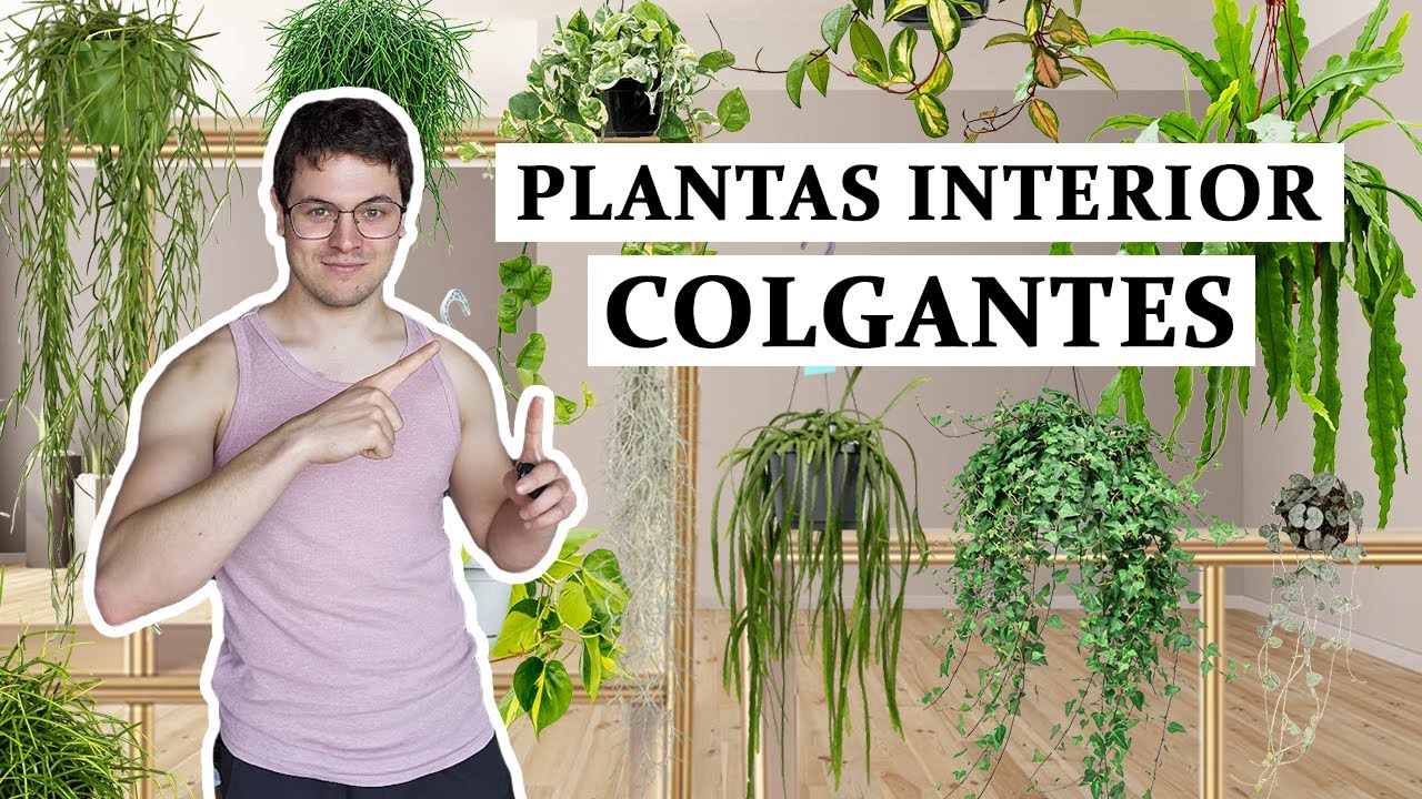 TOP 8 Plantas colgantes para interior