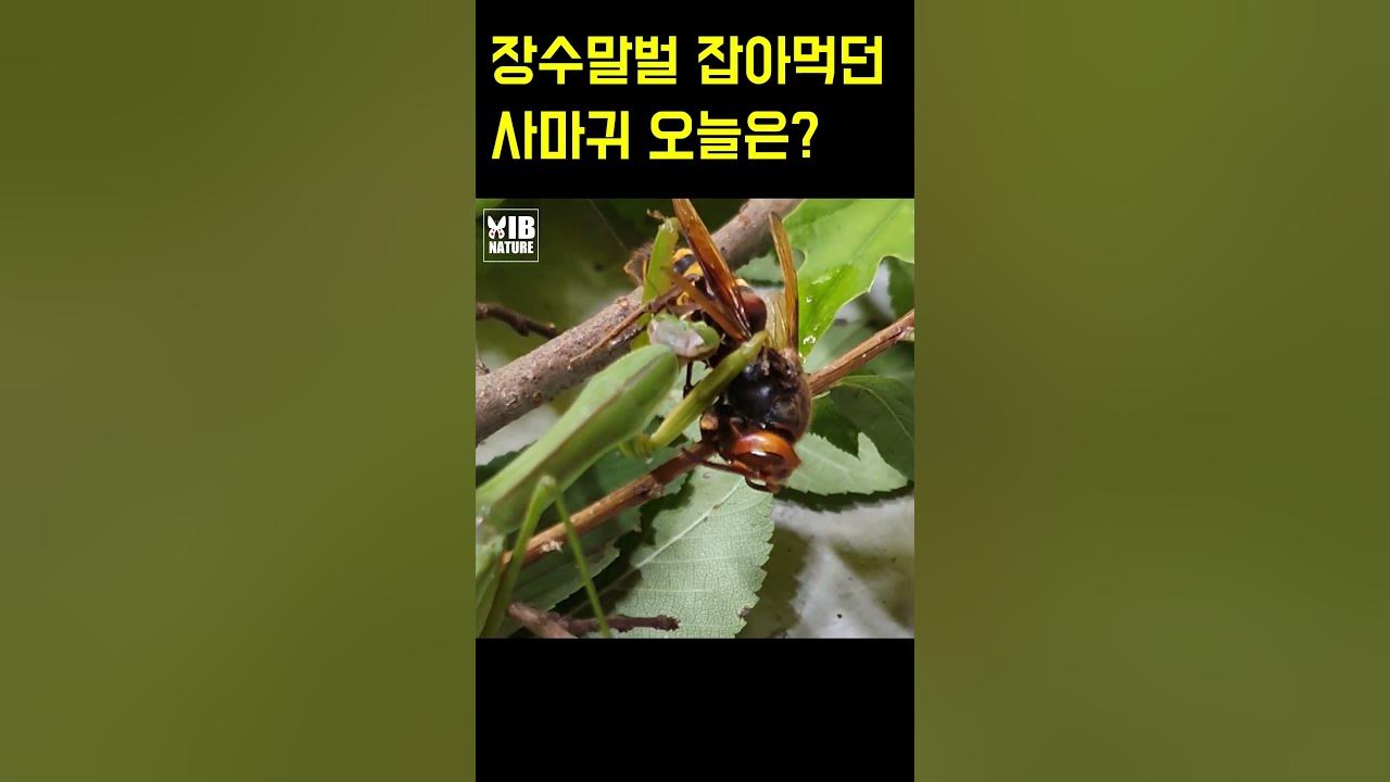 insects foodchain insect Biology Diagrams