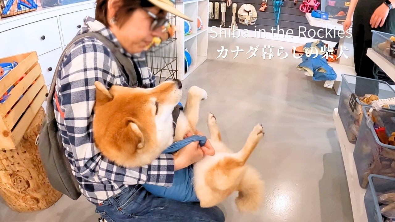 胸板が厚すぎてレインジャケット選びに苦戦する柴犬ソラ【4K】