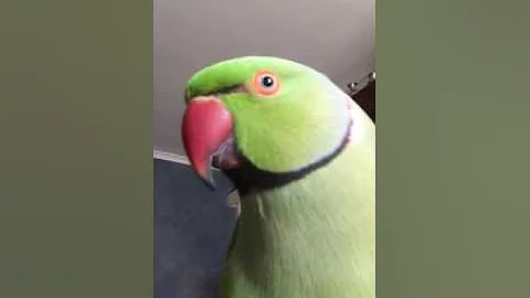 Cruiser the very talented Ringneck CC