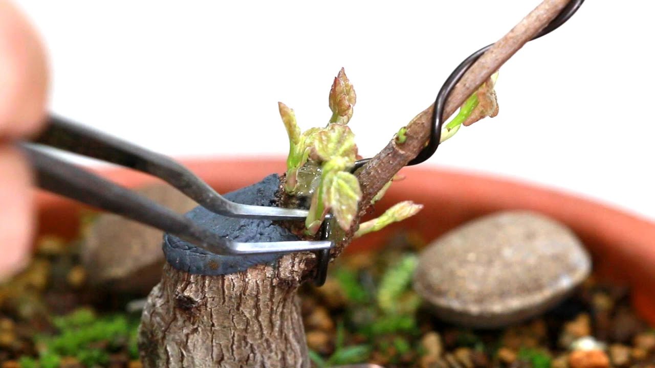 素材から作る盆栽　盆栽の作り方