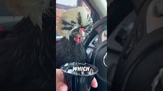 Polish chicken  #pets