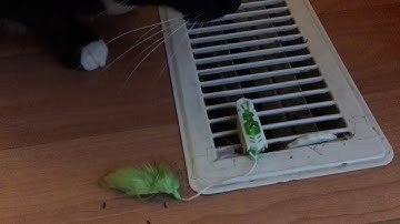 Hexbug Nano Robotic Cat Toy review