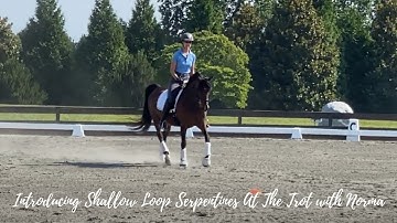 Introducing Shallow Loop Serpentines At The Trot with Norma
