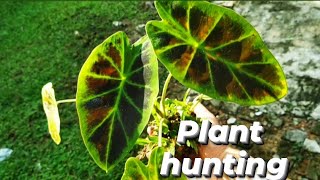 Plant hunting /plant hunting in the wild/Plants hunting/plant hunting Malayalam/Caladium hunting