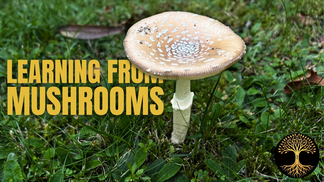 TyrTalks: What We Can Learn from Mushrooms