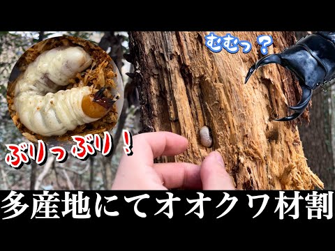 f*t様 オオクワガタ　F0 材割成虫採集個体70.7㎜ o1024102315702387146.jpg