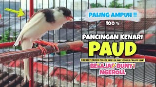 Suara Pancingan KENARI PAUD Belajar BUNYI Ngeriwik || MASTERAN Kenari Paud #8