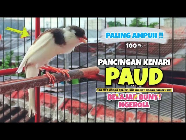 Suara Pancingan KENARI PAUD Belajar BUNYI Ngeriwik || MASTERAN Kenari Paud #8 class=