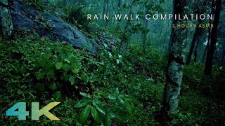 Tranquil Rain Walk in a Dark Green Forest | ASMR Rain Sounds for Focus, Work & Relaxation