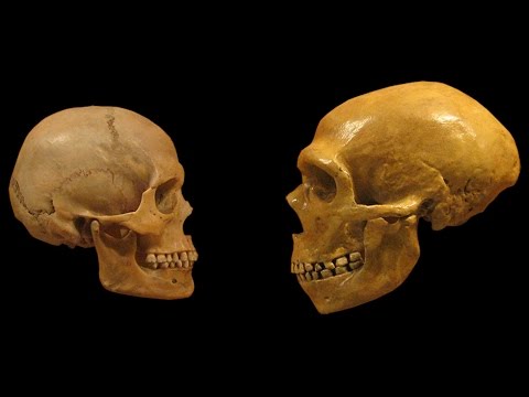 Homo Sapiens vs Neanderthals | The Evolution of Language