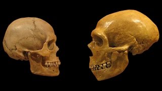 Homo Sapiens vs Neanderthals | The Evolution of Language