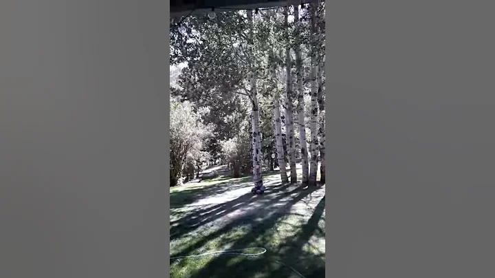 Backyard at the Wardnar house