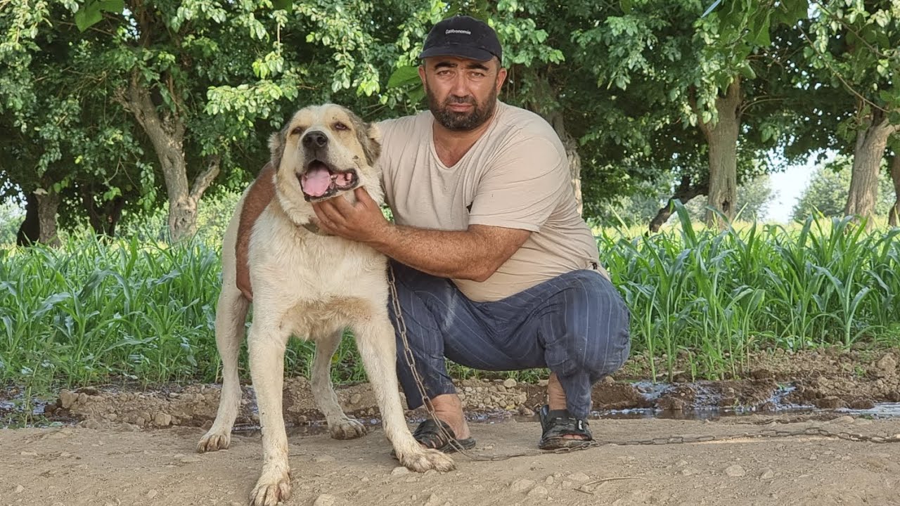Обзор Питомник Баксан  Республика Таджикистана  Г  Мастчох 20.06.2025.года