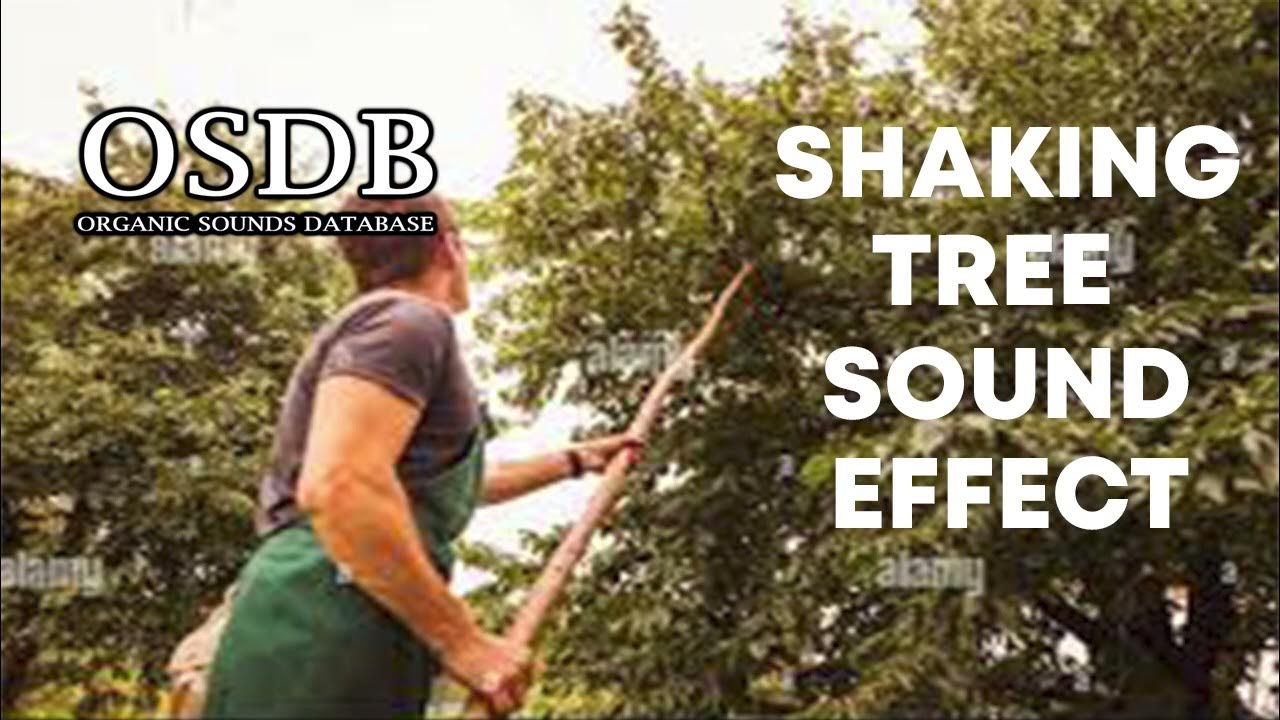 Shaking tree Sound Effect No Copyright YouTube