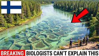Finland Demolished 3 Dams On Its Last Dead Salmon River — What Salmon Built With Gravel Was Insane