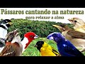 Pássaros cantando ao som do riacho para estímulo de canto e relaxamento !!!!!!!!