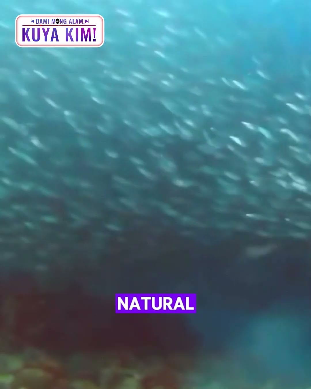 Bakit nga ba sama-samang lumalangoy ang mga sardinas? | Dami Mong Alam, Kuya Kim!
