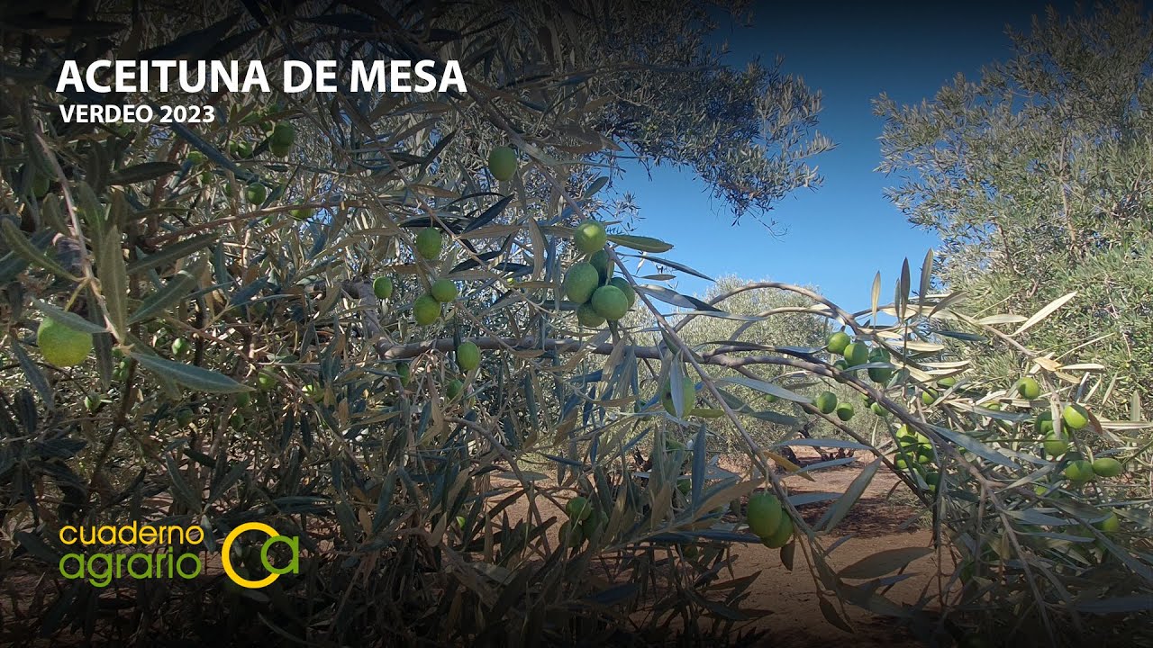 Campaña de verdeo en Andalucía